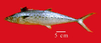 Scomberomorus brasiliensis, Serra Spanish mackerel: fisheries, gamefish