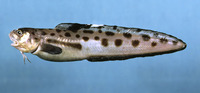 Ophidion grayi, Blotched cusk-eel: