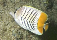 Chaetodon mertensii, Atoll butterflyfish: fisheries, aquarium