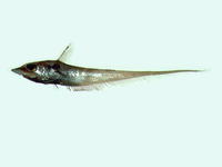 Coelorinchus kishinouyei, Mugura grenadier: fisheries
