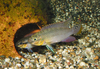 Pelvicachromis subocellatus, :