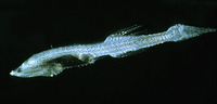 Cyclothone pygmaea, :