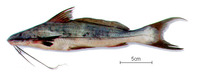 Calophysus macropterus, Zamurito: fisheries, aquaculture, aquarium