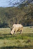 Image of: Ceratotherium simum (white rhinoceros)