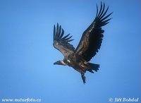 Gyps fulvus - Griffon Vulture