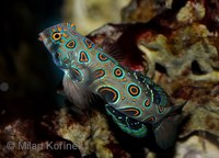 Synchiropus picturatus - Picture Dragonet