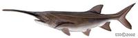 Image of: Polyodon spathula (American paddlefish)