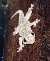 Image of: Hemidactylus mabouia (afro-american house gecko)