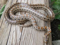Zamenis situla - Leopard Snake