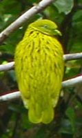 Golden Dove - Ptilinopus luteovirens