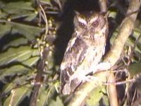 Palawan Scops-Owl - Otus fuliginosus