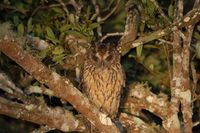 Madagascar Long-eared Owl - Asio madagascariensis