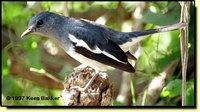Oriental Magpie-Robin - Copsychus saularis