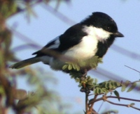 White-winged Tit - Parus nuchalis