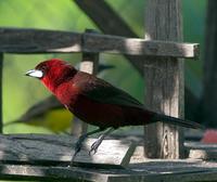 Silver-beaked tanager, male