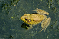 : Rana clamitans melanota; Green Frog
