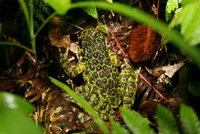 : Rana ishikawae; Ishikawa's Frog