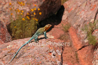 : Crotaphytis collaris