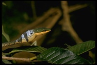 : Thelotornis kirtlandii; Twig Snake