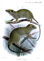 J. Smit Carpomys phæurus Carpomys malanurus