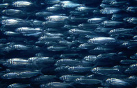 Sardinella rouxi, Yellowtail sardinella: fisheries