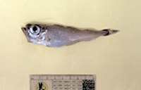 Gadiculus argenteus argenteus, Silvery cod: fisheries, bait