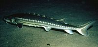 Acipenser medirostris, Green sturgeon: fisheries, gamefish