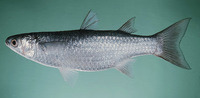 Liza macrolepis, Largescale mullet: fisheries, aquaculture, gamefish