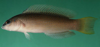 Pseudochromis natalensis, Natal dottyback: