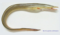Congresox talabonoides, Indian pike conger: fisheries