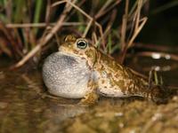 Bufo calamita - Natterjack Toad