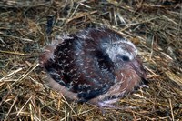 Nesoenas mayeri - Mauritius Pink Pigeon