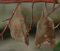 Epomophorus gambianus - Gambian Epauletted Fruit Bat