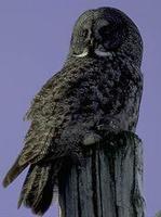 Image of: Strix nebulosa (great grey owl)