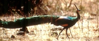 Green Peafowl - Pavo muticus