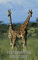 ...Rothschilds giraffes ( Giraffa camelopardus rothschildi ) fighting , Murchison Falls National Pa