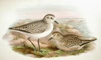 Richter after Gould Grey Plover (Winter Plumage and young) (Squatarola helvetica)