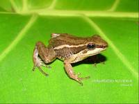 : Colostethus fraterdanieli; Santa Rita Rocket Frog