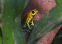 : Phyllobates bicolor; Black Leg Poison Dart Frog