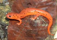 : Pseudotriton montanus diasticus; Midland Mud Salamander