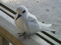 : Gygis alba rothschildi; White Tern (fairy) Adult