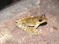 : Smilisca sordida; Drab Tree Frog