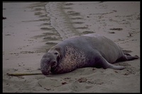 : Mirounga angustirostris; Northern Elephant Seal