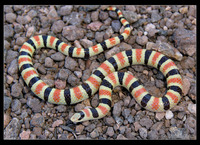 : Chionactis occipitalis annulata; Colorado Desert Shovelnose Snake