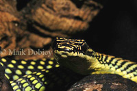 : Chrysopelea paradisi; Paradise Tree Snake