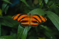 : Dryadula phaetusa; Banded Orange