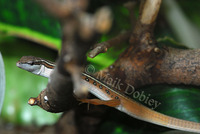 : Takydromus sexlineatus ocellatus; Ocellated Longtailed Lizard