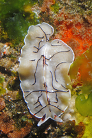 : Eurylepta californica