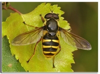 : Sericomyia silentis