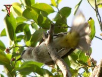 Yellow-vented Bulbul(Pycnonotus goiavier)